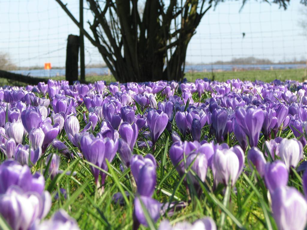 Urlaubsdomizil im Grünen Daire Westerstede Dış mekan fotoğraf